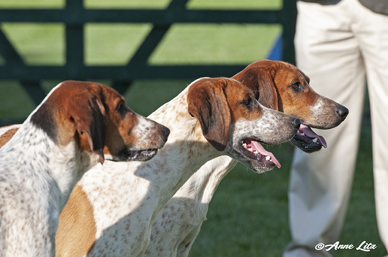 GSV Puppyshow18 010 copy
