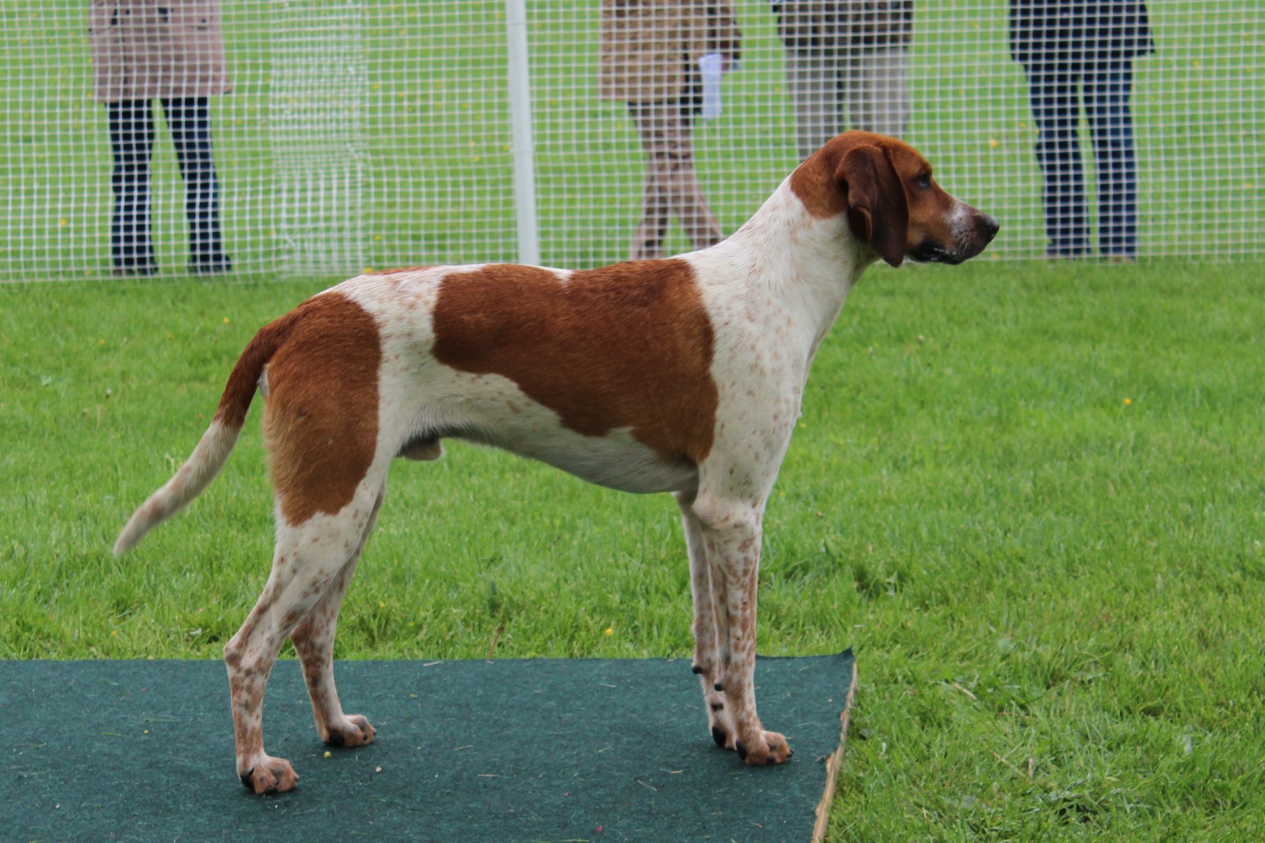 MarylandHoundShow2018 Karen 06