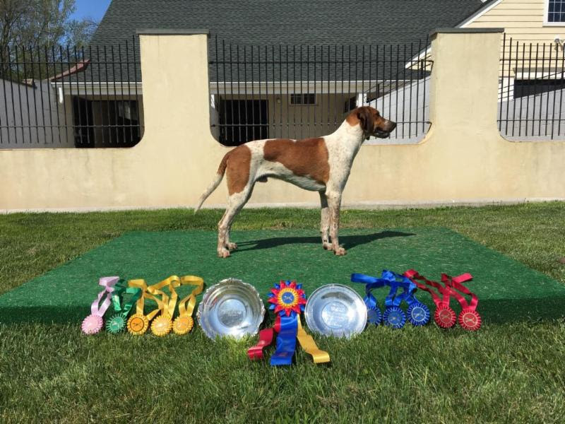 Maryland Puppy Show 2018