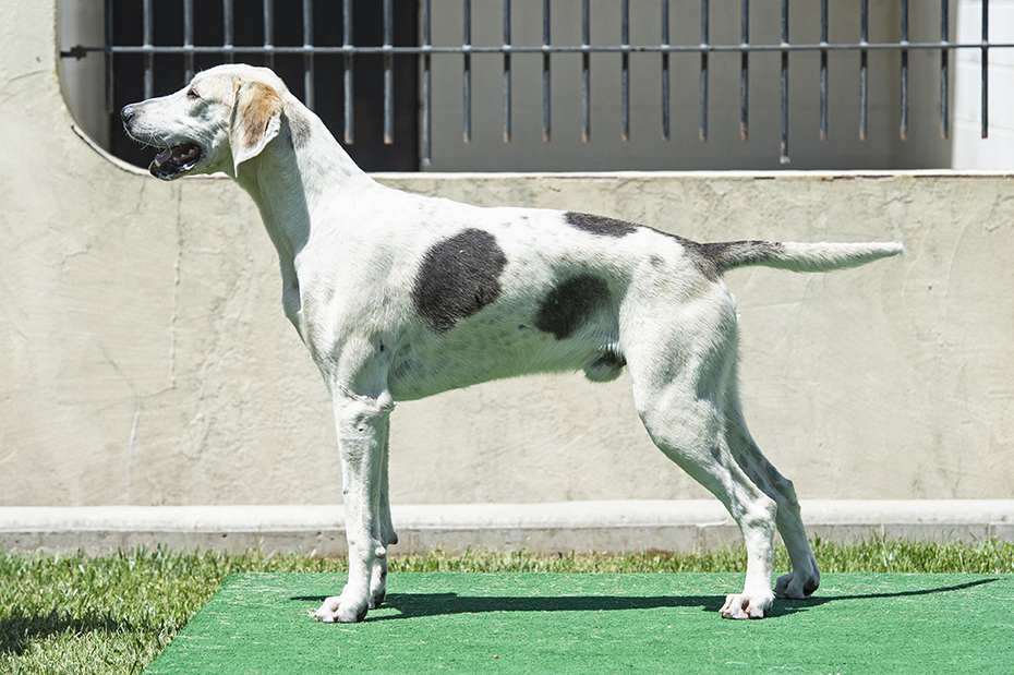 Boatman: Pilgram x Bonus