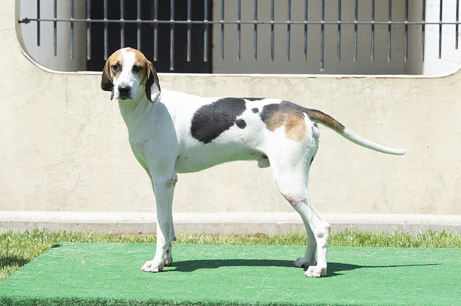 Boatman: Pilgram x Bonus