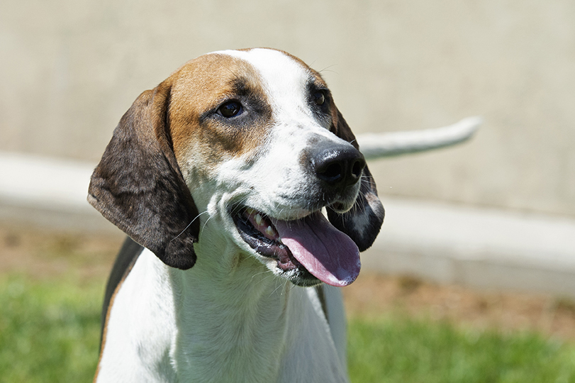 Diesel EssexArcherEssexDaisy21 04