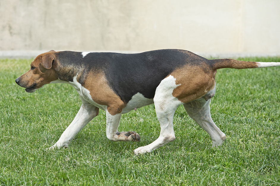 GSVAdopt MORNING 0695