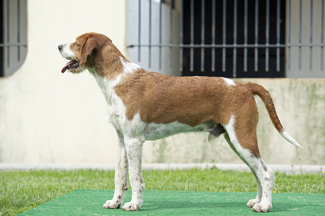 Boatman: Pilgram x Bonus