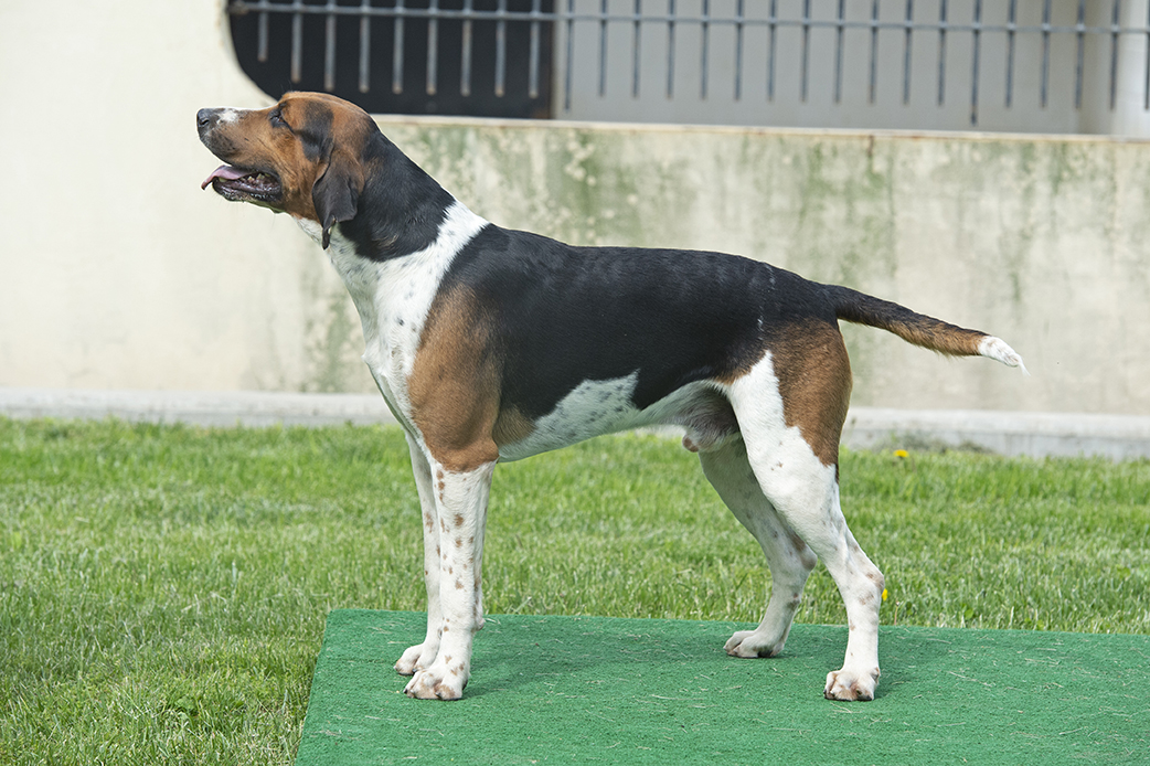 GSVAdopt PLOUGHMAN 0159