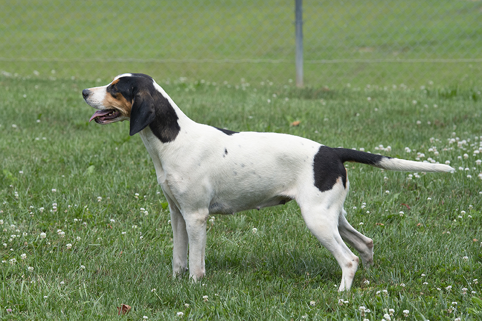 Boatman: Pilgram x Bonus