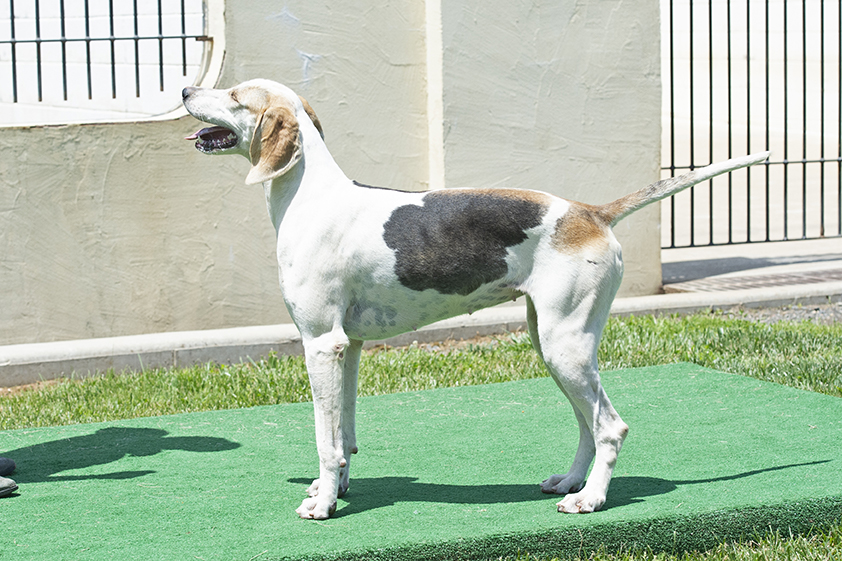 Boatman: Pilgram x Bonus