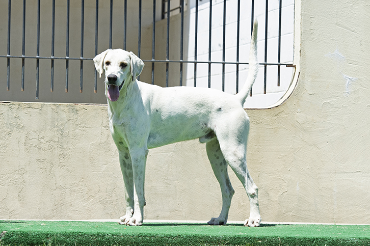 Boatman: Pilgram x Bonus