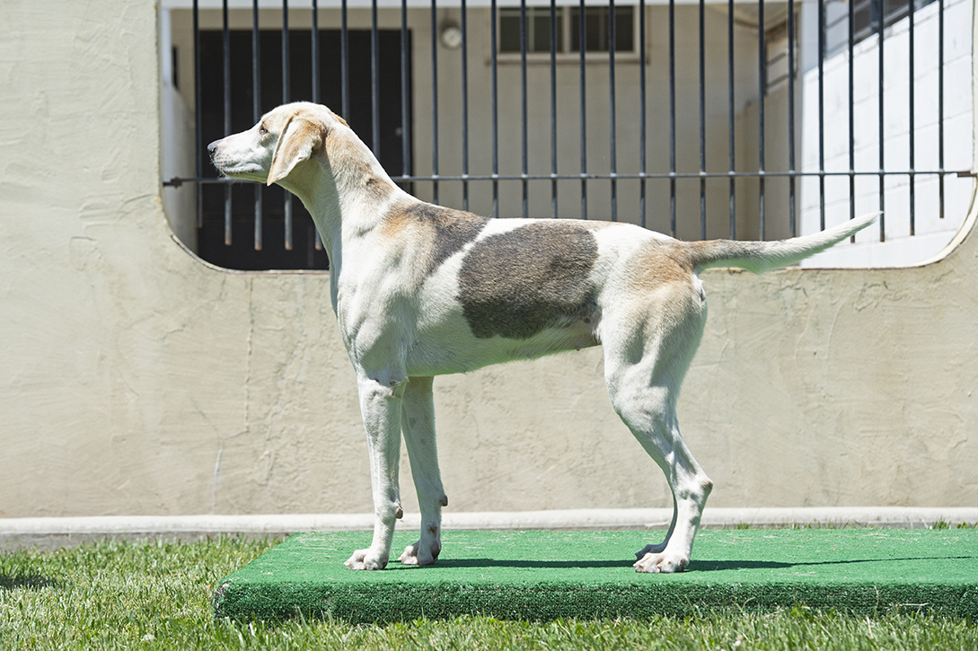 Boatman: Pilgram x Bonus