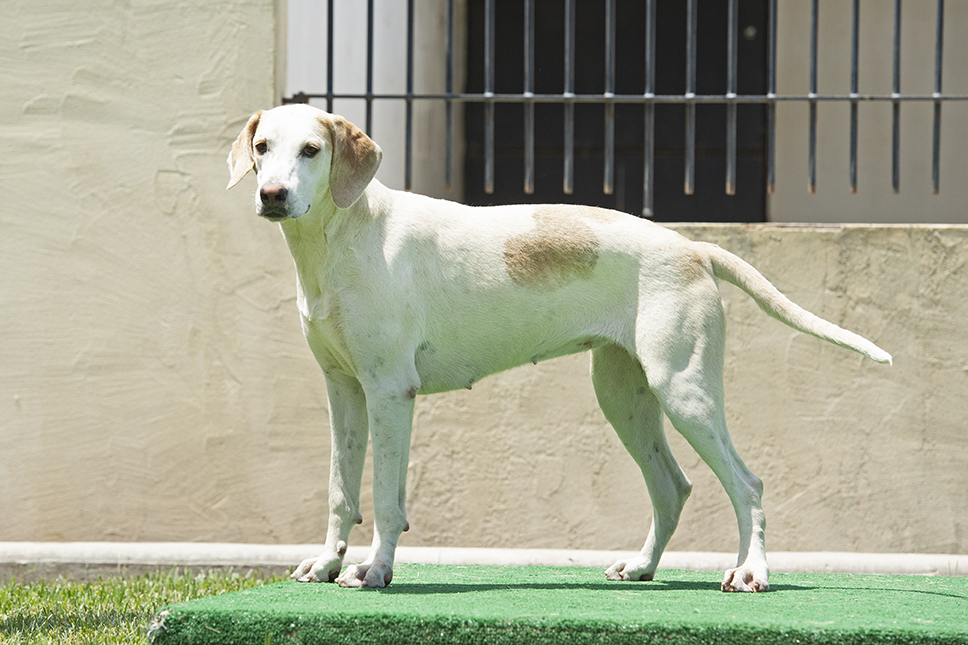 Boatman: Pilgram x Bonus