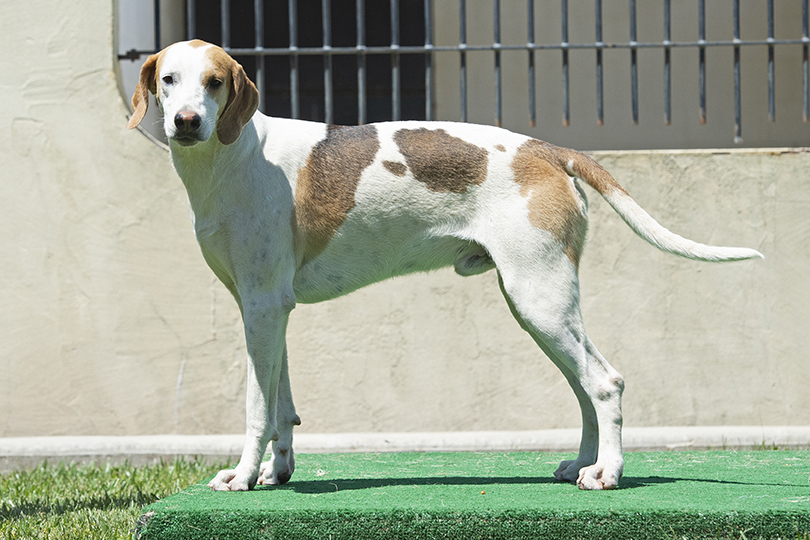 Boatman: Pilgram x Bonus