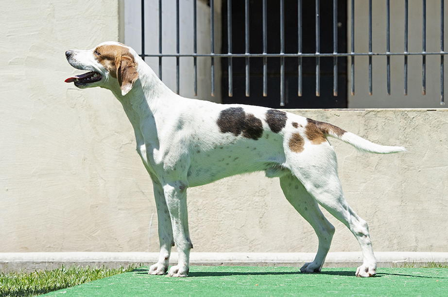 Boatman: Pilgram x Bonus