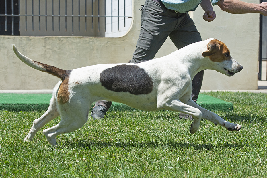 Pivot PiedmontPickle 1