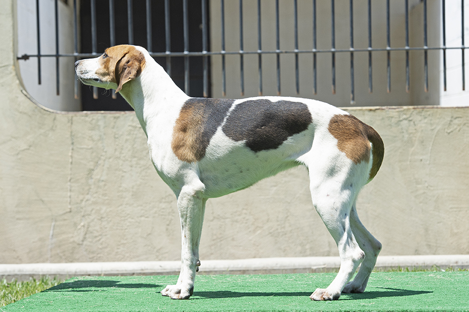 Boatman: Pilgram x Bonus