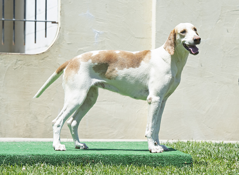 Boatman: Pilgram x Bonus