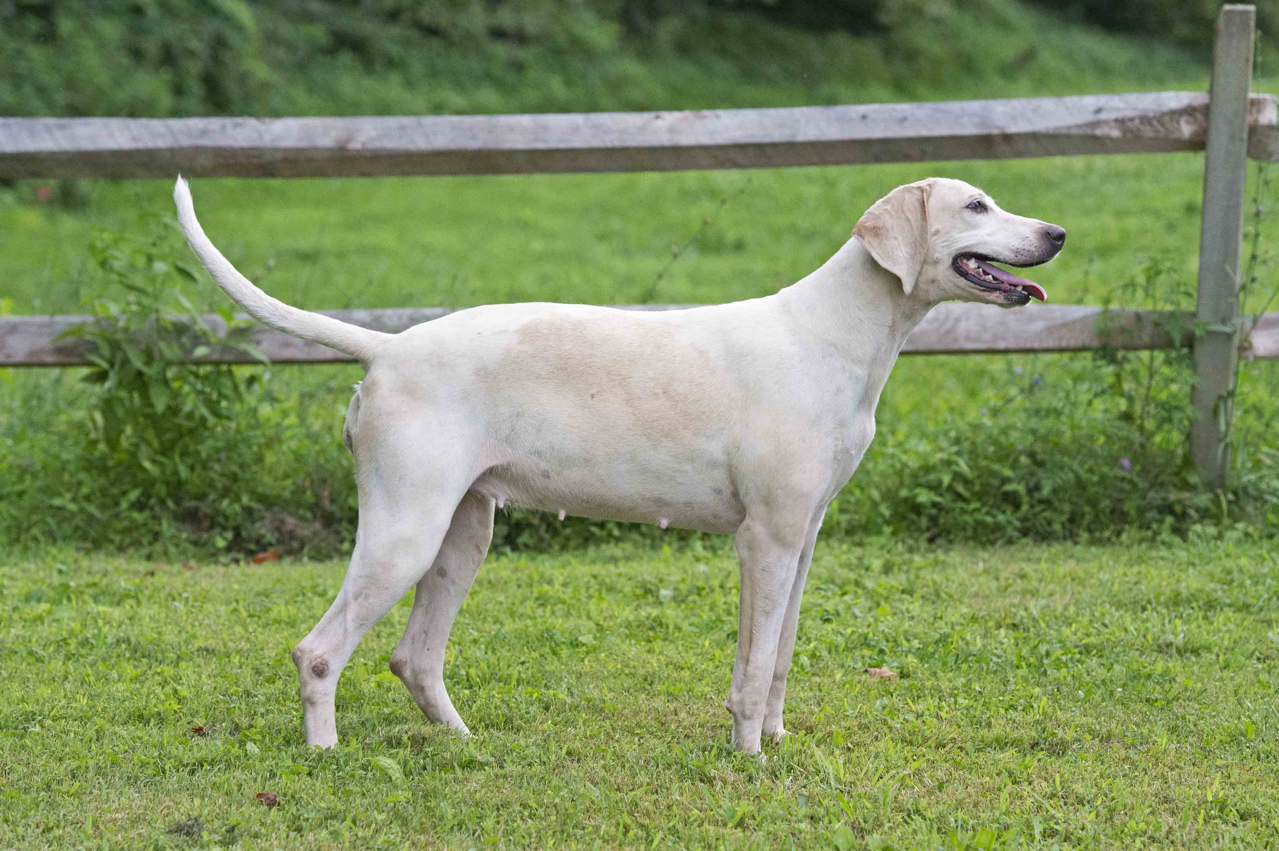 Boatman: Pilgram x Bonus