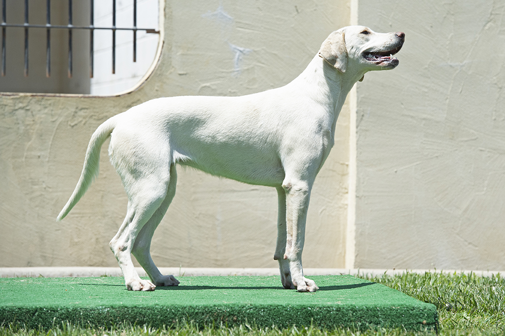 Boatman: Pilgram x Bonus