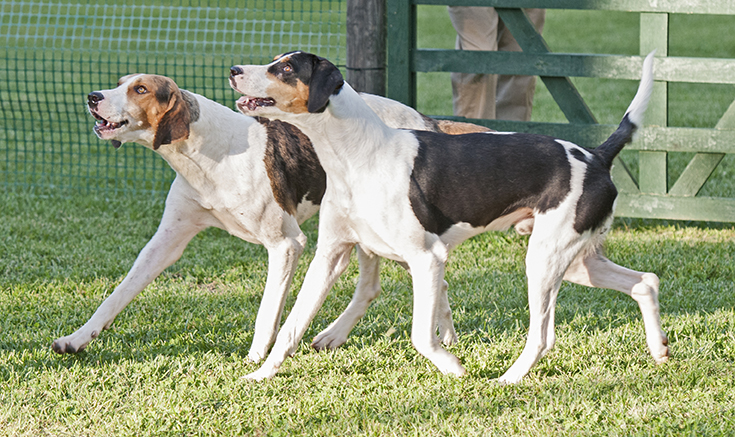 AL GSVPuppyShow2017 038