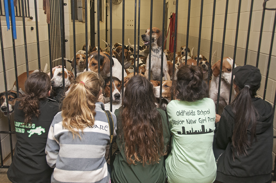 OldfieldsGirls GSVHounds2017 40