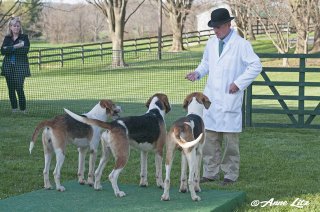 GSV_Puppyshow18_024.jpg