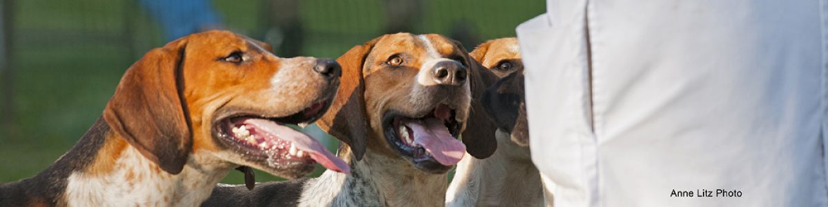 AL GSVPuppyShow2017 044banner