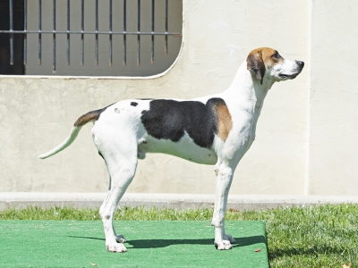 Diesel_EssexArcherEssexDaisy21_03