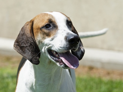 Diesel_EssexArcherEssexDaisy21_04