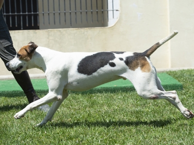 Diesel_EssexArcherEssexDaisy21_08