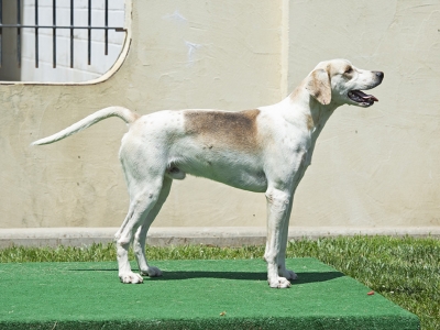 Lester_LaceyLender21_02