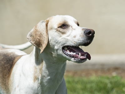 Lester_LaceyLender21_06