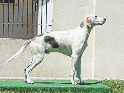 Dalesman_liveroakdalesmanliveoakeasy21_03