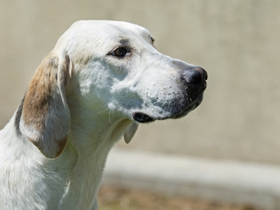 Dalesman_liveroakdalesmanliveoakeasy21_04