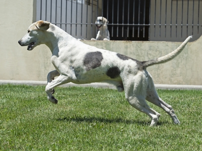 Dalesman_liveroakdalesmanliveoakeasy21_06