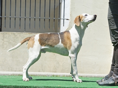 Pilgrim_PiedmontPickle_01