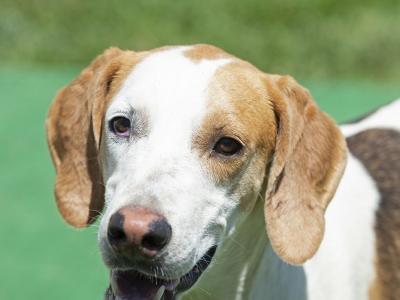 Pilgrim_PiedmontPickle_06