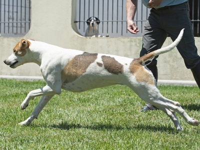 Pilgrim_PiedmontPickle_08