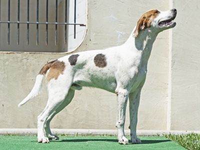 Pistol_PiedmontPocket_01