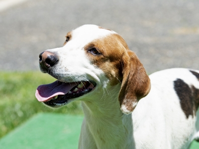 Pistol_PiedmontPocket_06