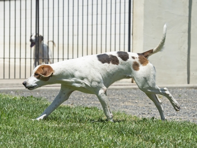 Pistol_PiedmontPocket_09