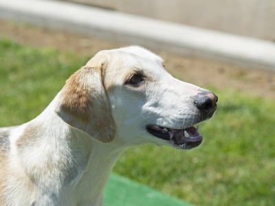 Level_LenderLacey_05