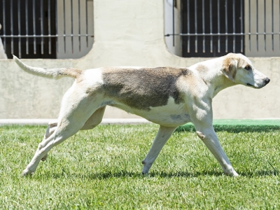 Level_LenderLacey_09