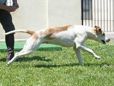 Poppy_BlueRidgeNorfolkPastry_2