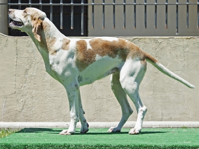 Poppy_BlueRidgeNorfolkPastry_3