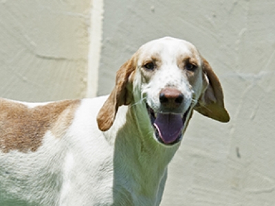 Poppy_BlueRidgeNorfolkPastry_7