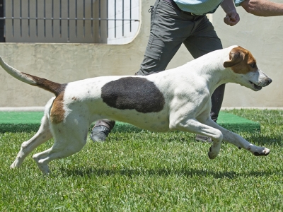 Pivot_PiedmontPickle_1