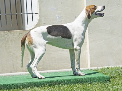 Pivot_PiedmontPickle_5