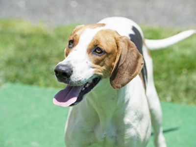 Pivot_PiedmontPickle_7