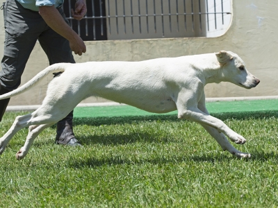 Stylish_LiveoakStocktonLiveoakElegant_02