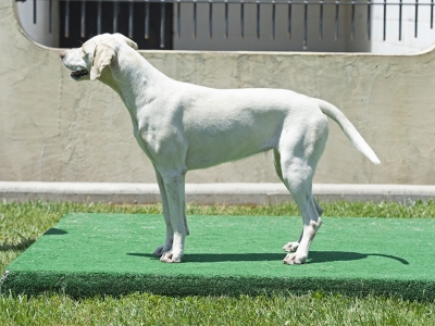 Stylish_LiveoakStocktonLiveoakElegant_06