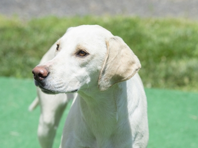 Stylish_LiveoakStocktonLiveoakElegant_07